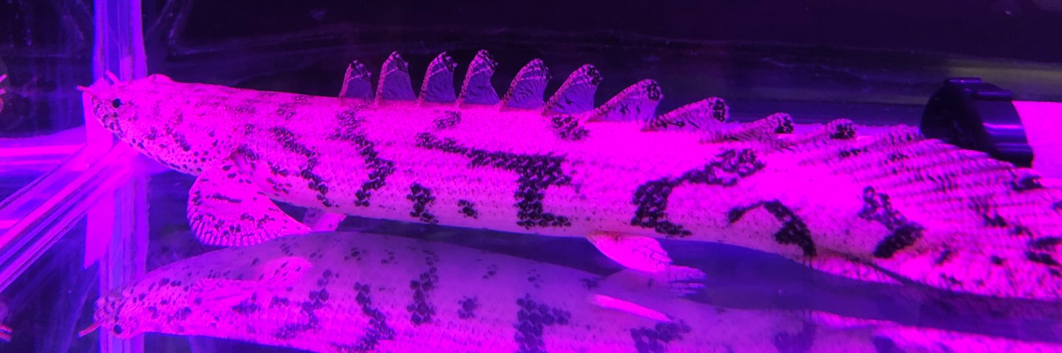 青島健人　Kento Aoshima banner