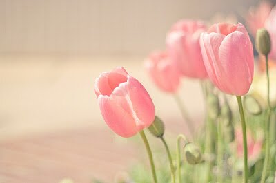Novianti_Rosa's profile banner image