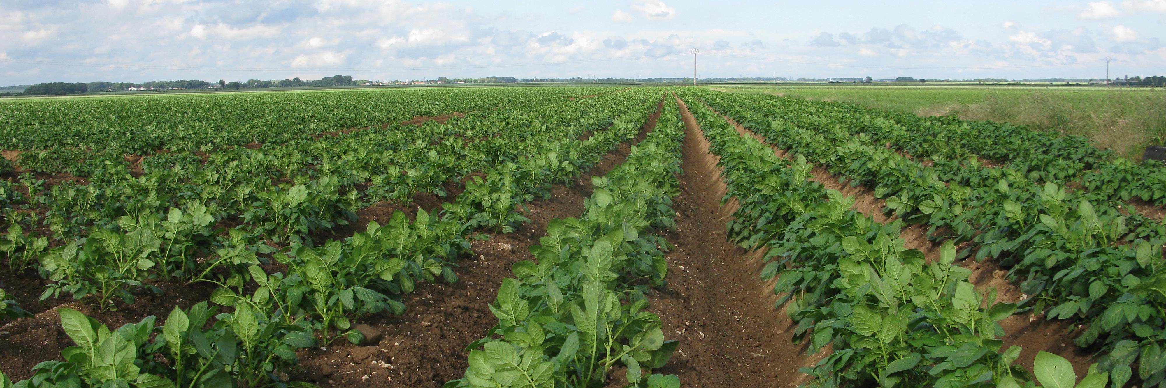 Béatrice Rousselle banner