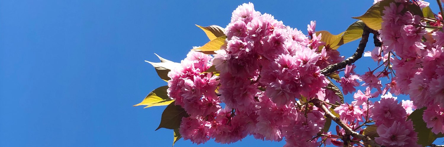 willa_king's profile banner image