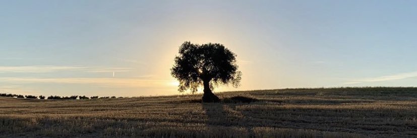 elcampoCMM's profile banner image