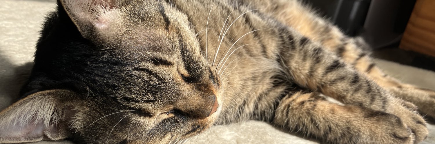 straycat413's profile banner image