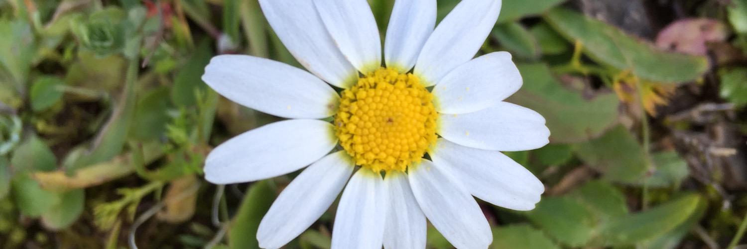 AC_Nature's profile banner image