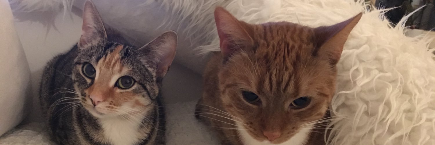KitBowie's profile banner image