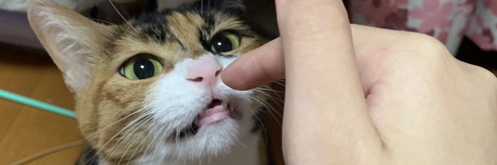akitty0w0's profile banner image