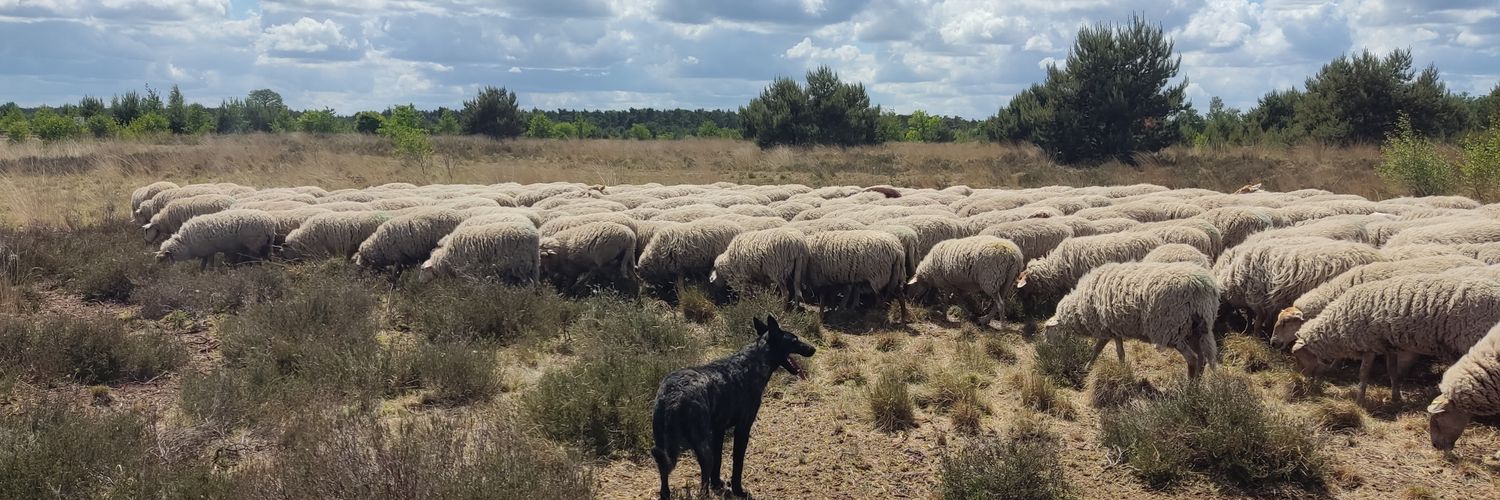 Matthijs de Haas banner