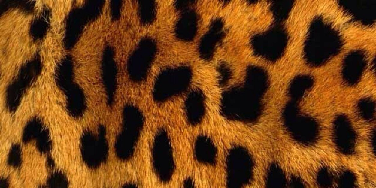 aninafg's profile banner image