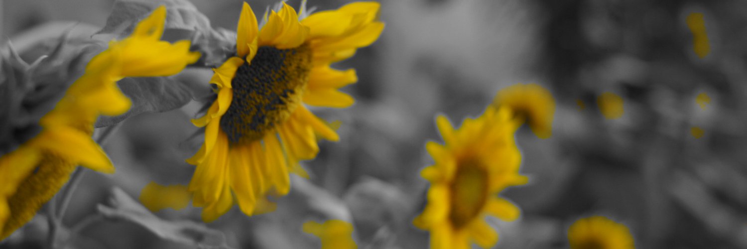 ivan_janz's profile banner image