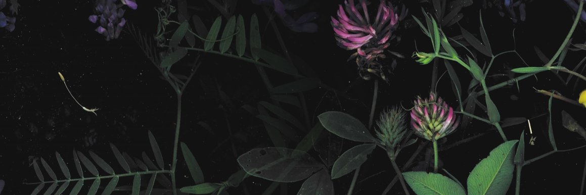 fuzzballfox's profile banner image