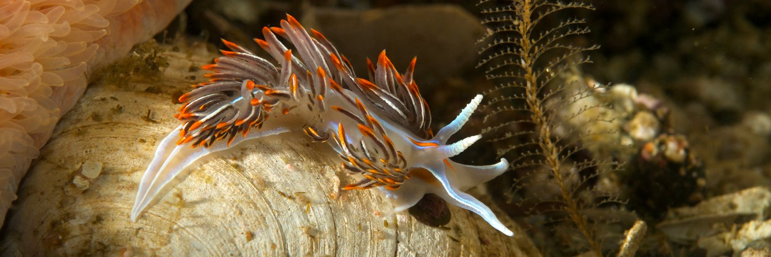 Stuart Seldon, FRCGS banner