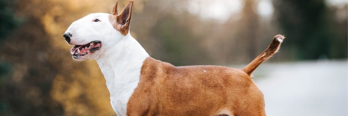 RodolfoDuarte's profile banner image