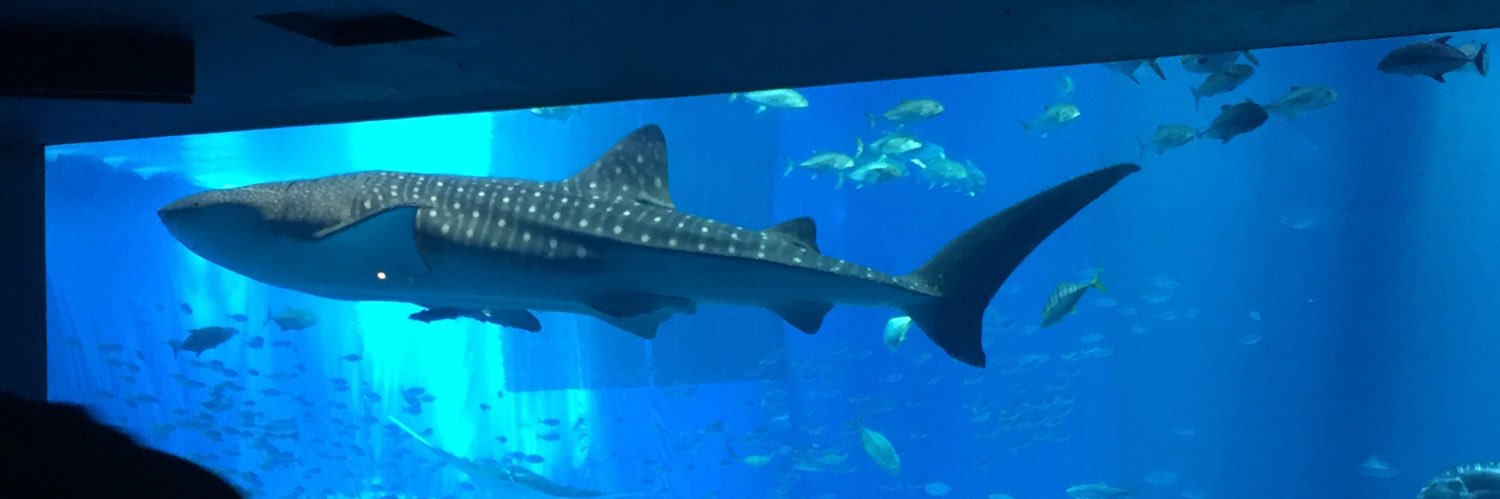 純子@Junquito/MontañaAlta banner