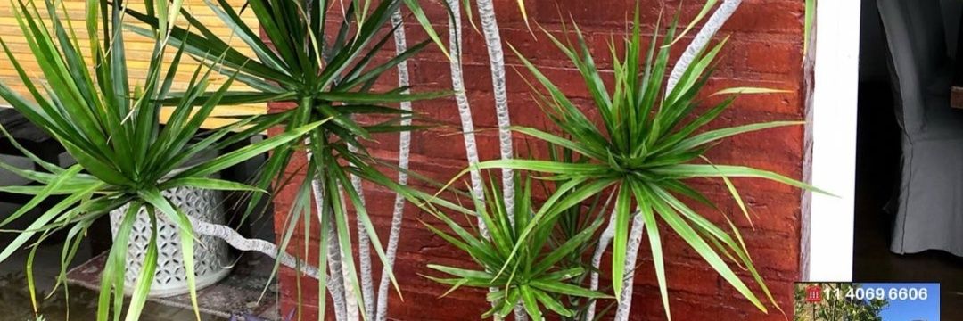 flormora20's profile banner image