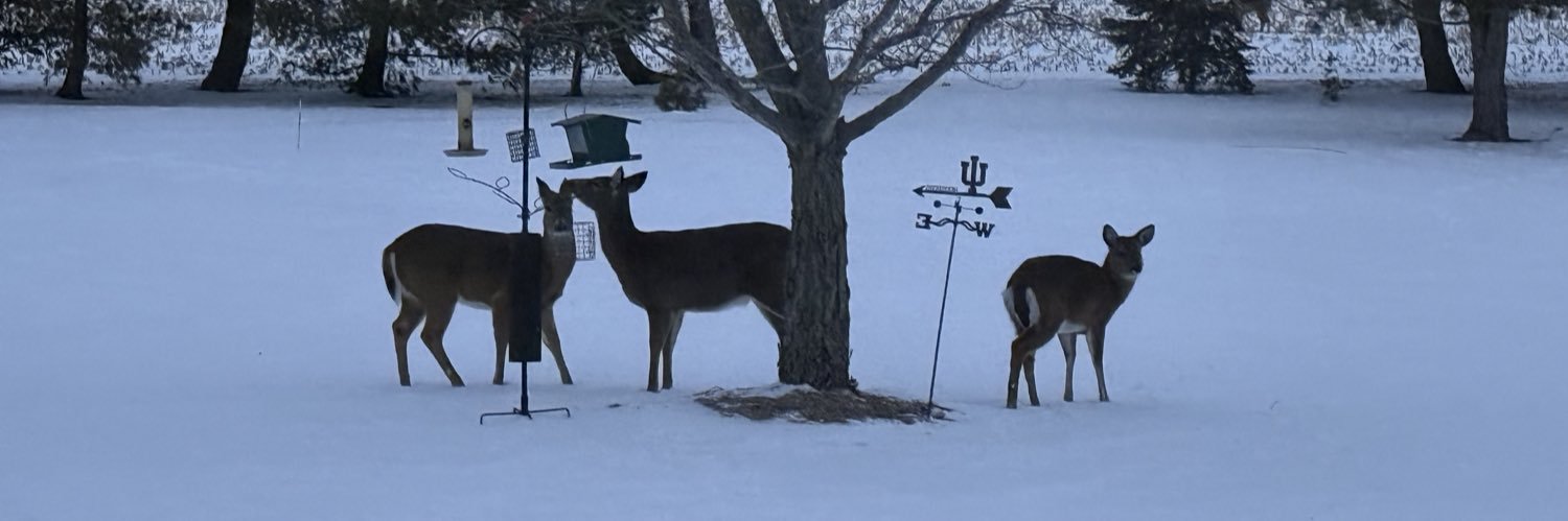 Donna Hazelett banner