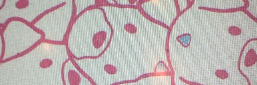 MyUnidog's profile banner image
