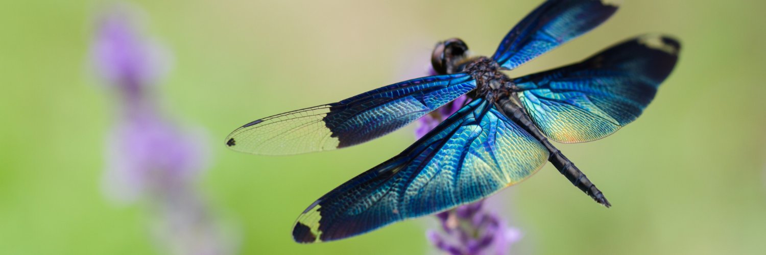 Humanité et Biodiversité banner