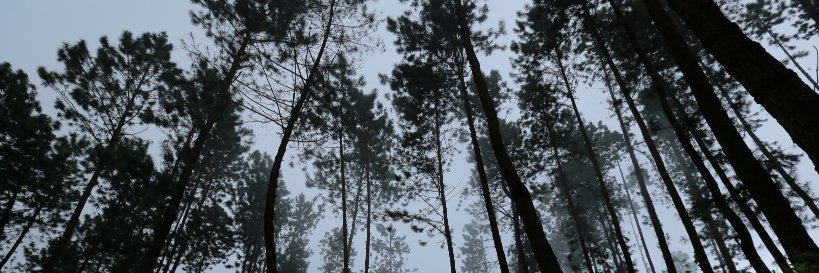 Febiigrasinaz's profile banner image