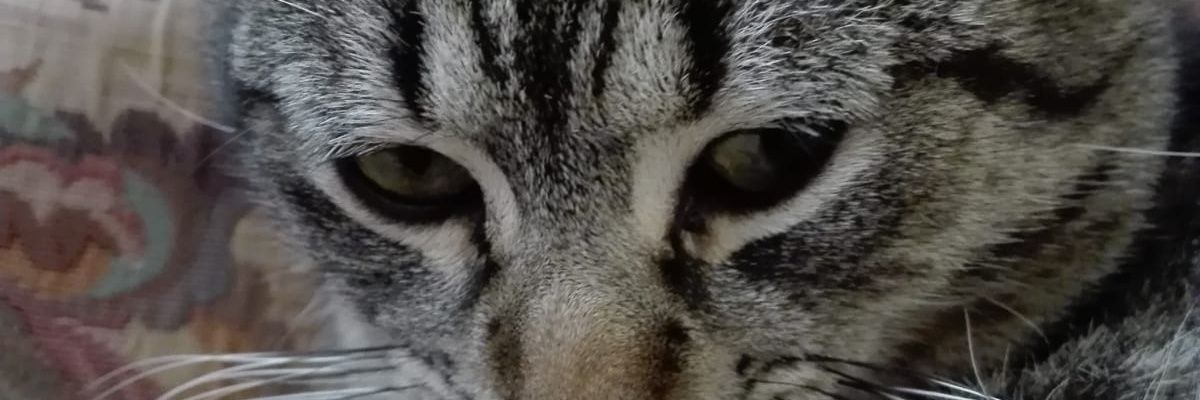 davidmntsa's profile banner image