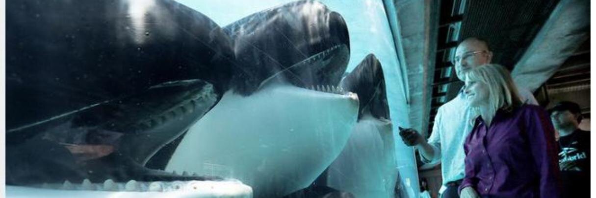 Orca S※O※S banner