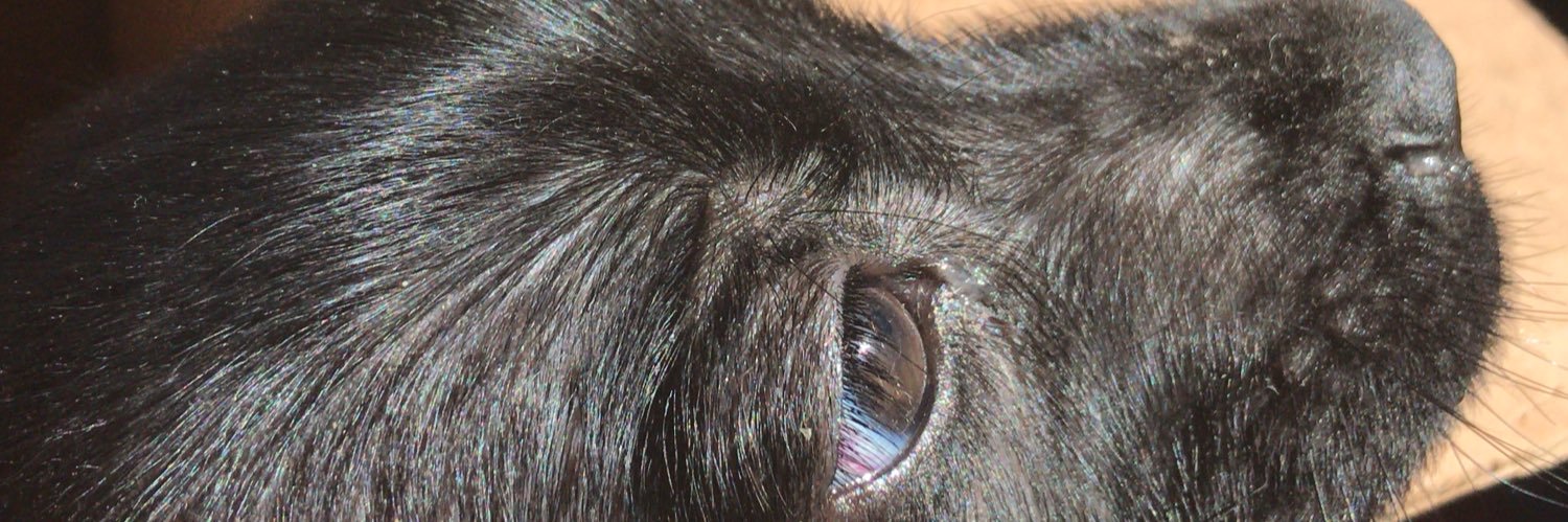 minirick18's profile banner image