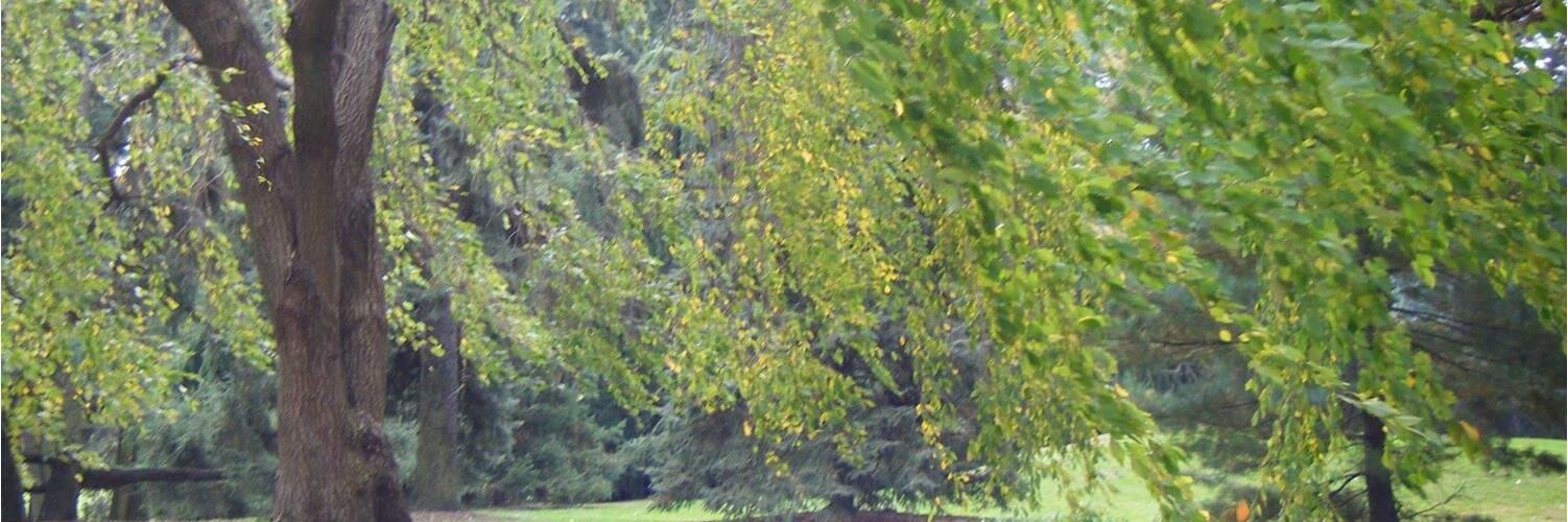 Catherine Lombardozzi banner