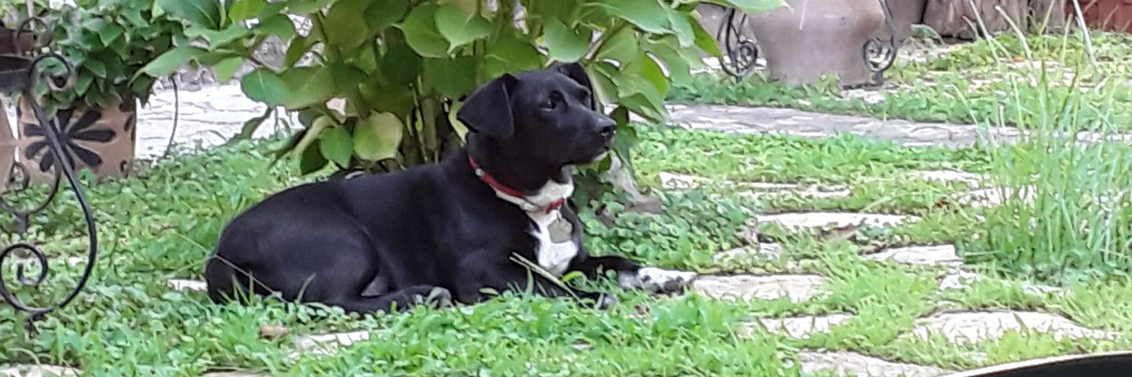 🐾Sofia💕's banner