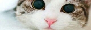 alvinputri's profile banner image