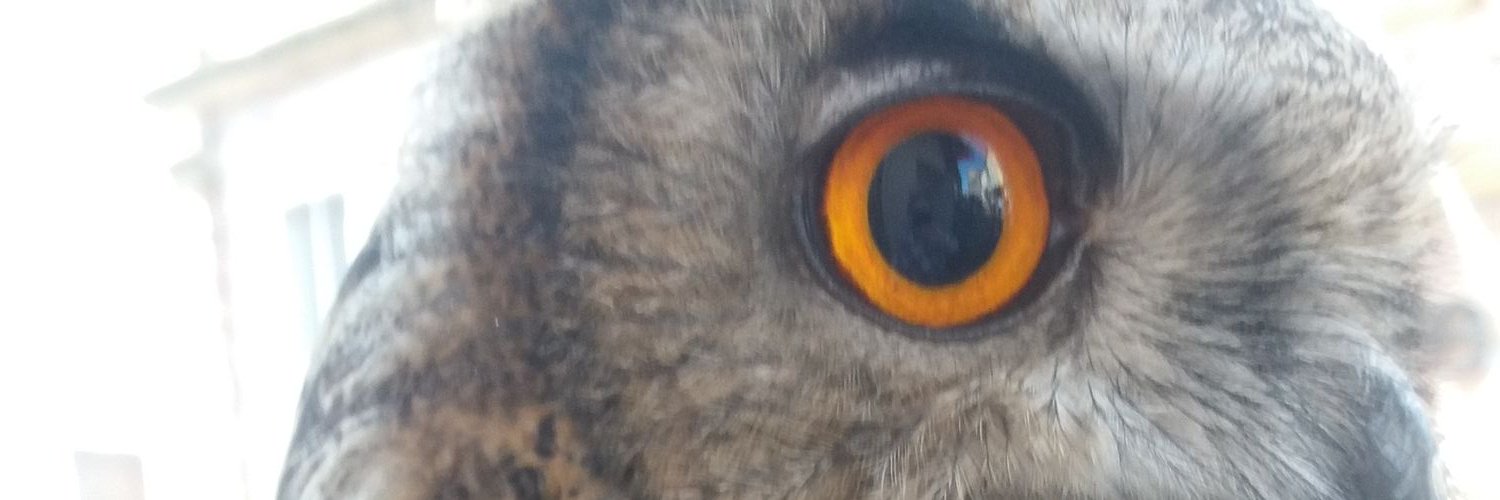 sheenaselby's profile banner image