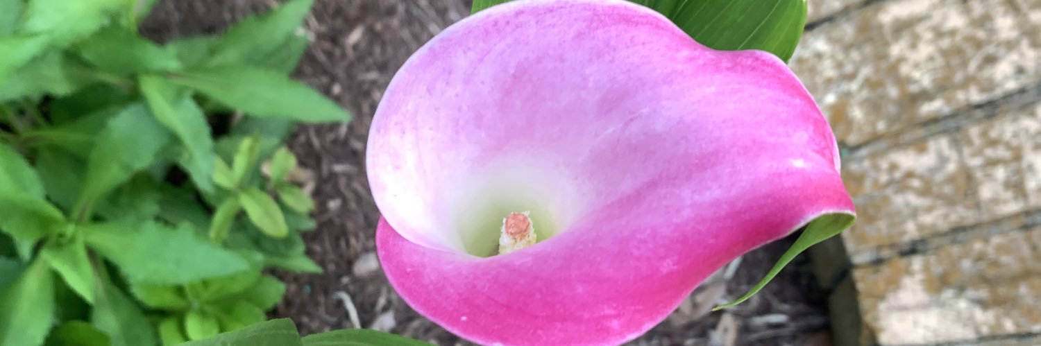 CareenHoward's profile banner image