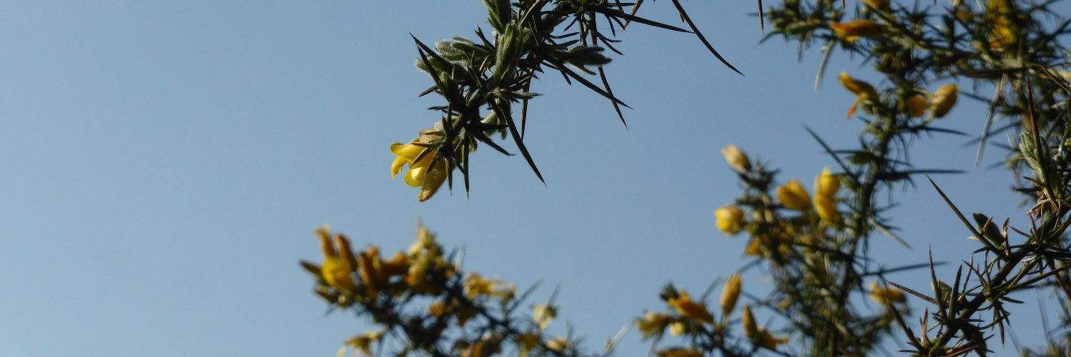 BaobabB612's profile banner image