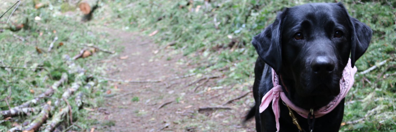 ladyface900's profile banner image
