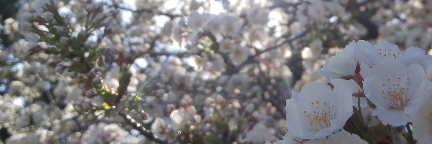 wen_ny_P's profile banner image