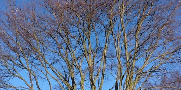 Elizabeth Cornwell banner