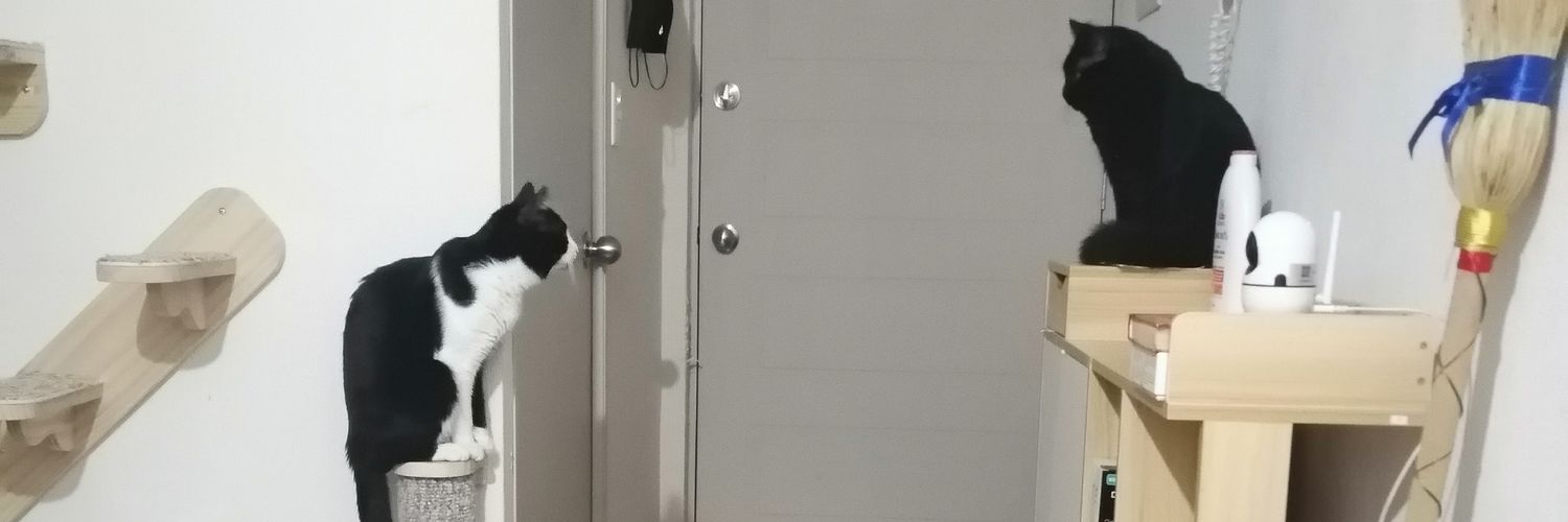 Soy un gato banner
