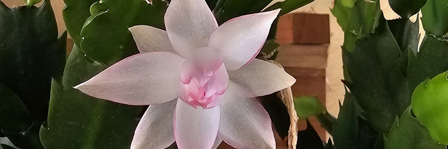 fercapuvilla's profile banner image