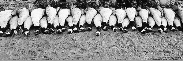 iHuntGEESEler's profile banner image