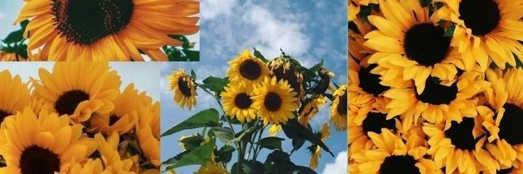 samaraa_'s profile banner image