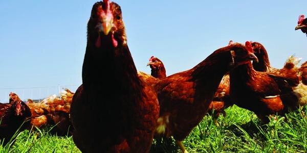 food_dance's profile banner image