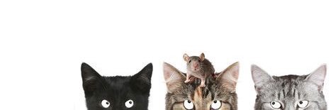 Hazal Tanrıverdi banner