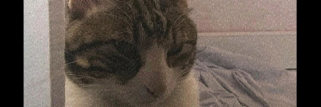 IchiiLoves's profile banner image