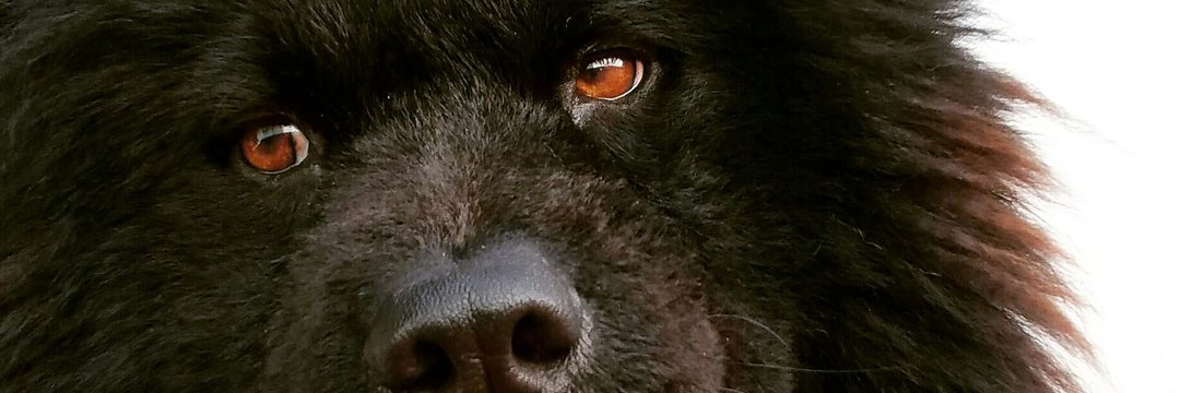Saricoronelg's profile banner image