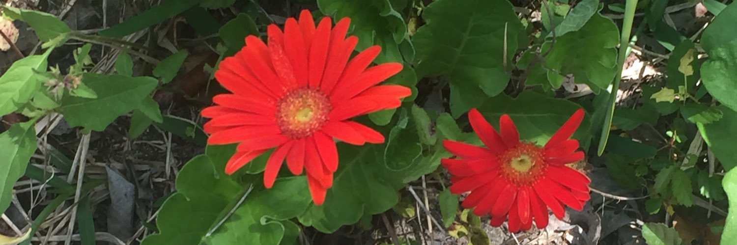 amandamose's profile banner image
