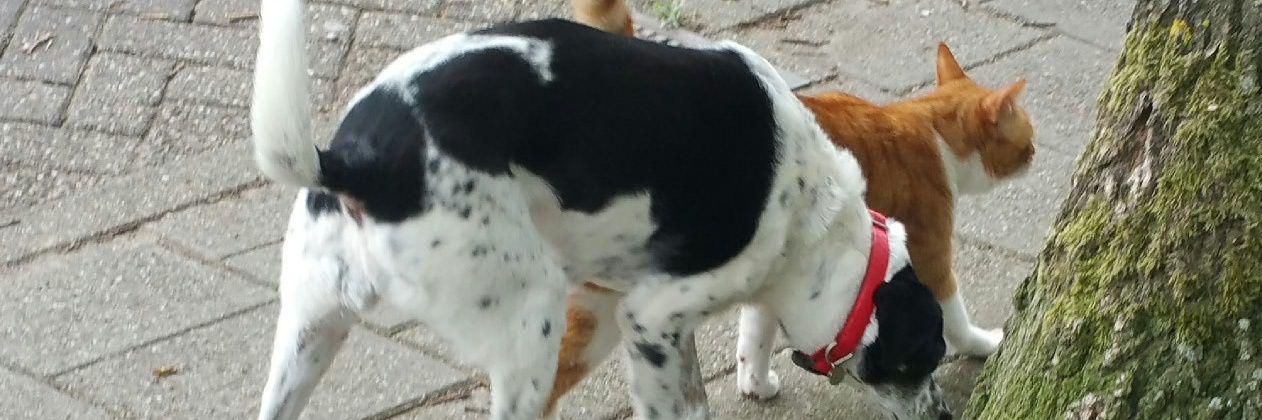edeboer1958's profile banner image