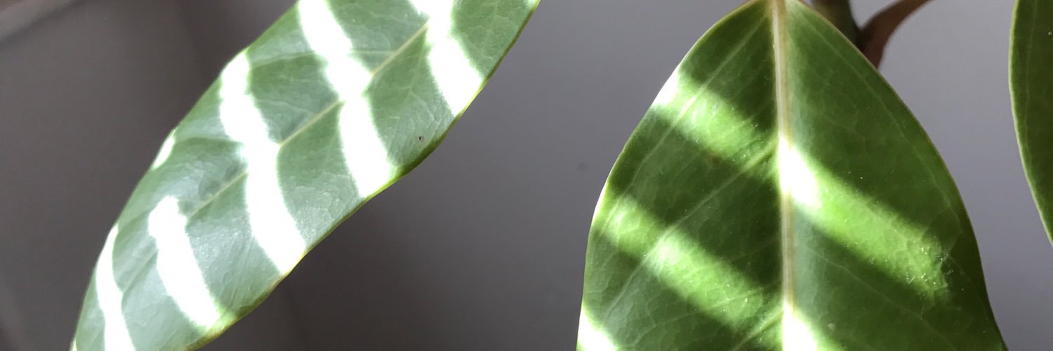 DES_tinyxx's profile banner image