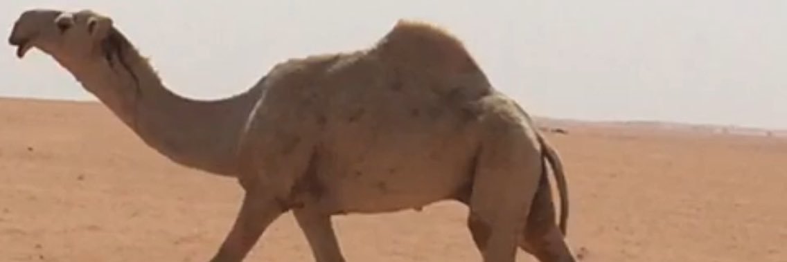 faisalm13's profile banner image