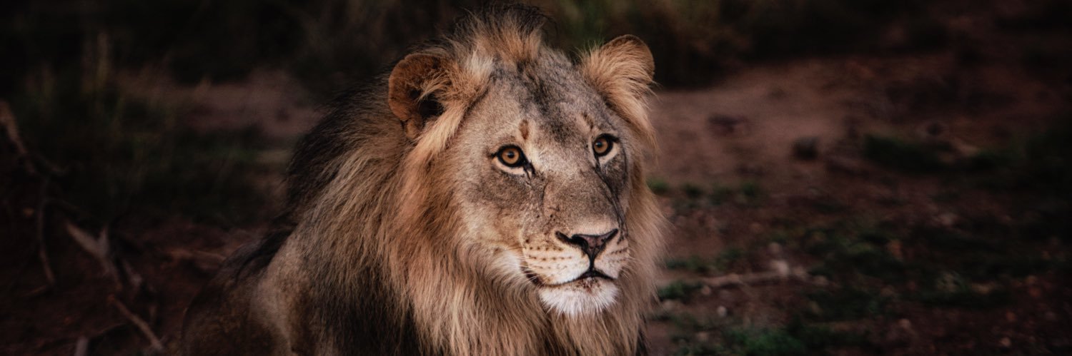 MeltemBadam's profile banner image