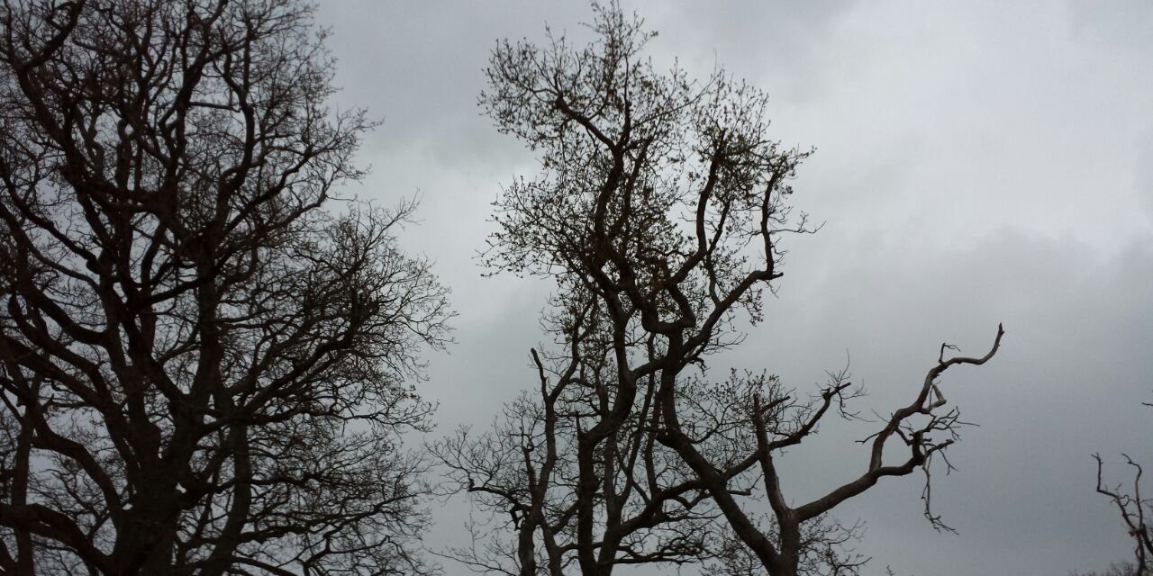 GreenNroses's profile banner image