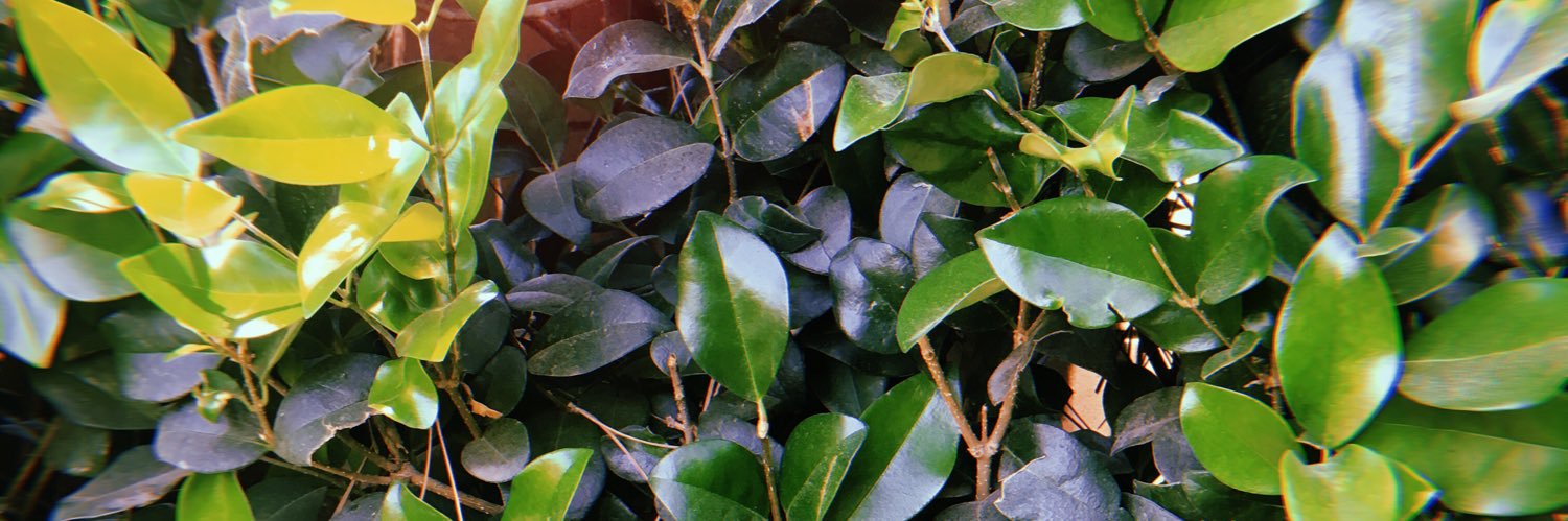 itserinbloom's profile banner image