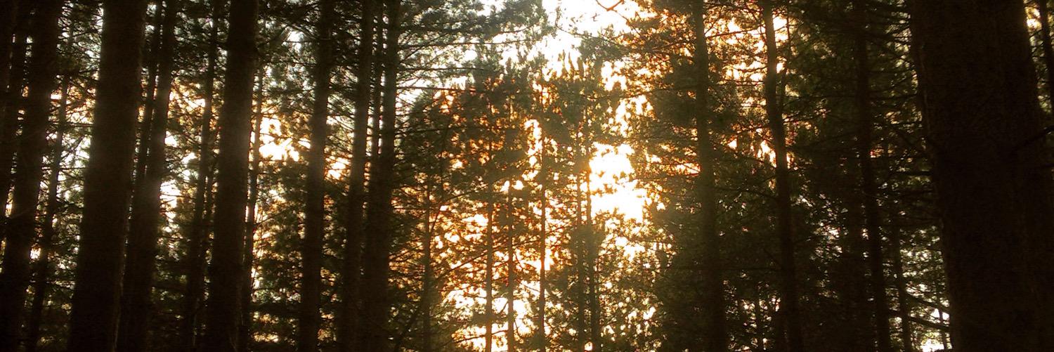 PeachellBen's profile banner image