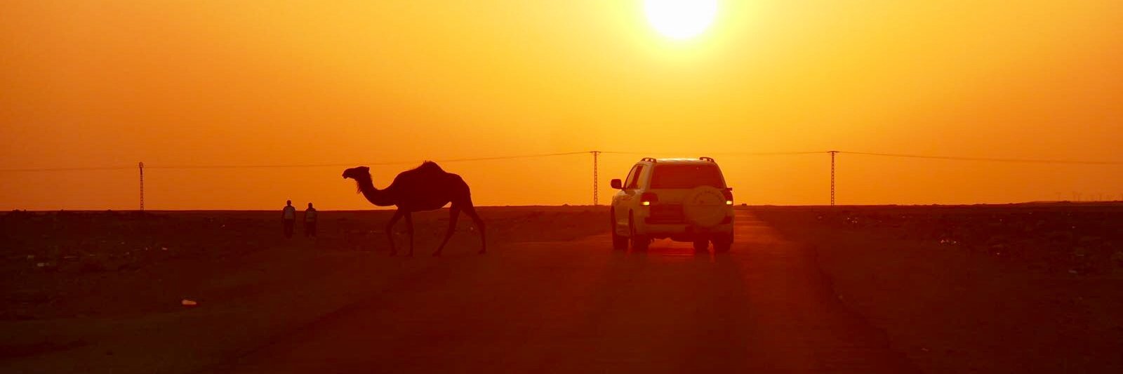 Luca Maria Pesando  banner